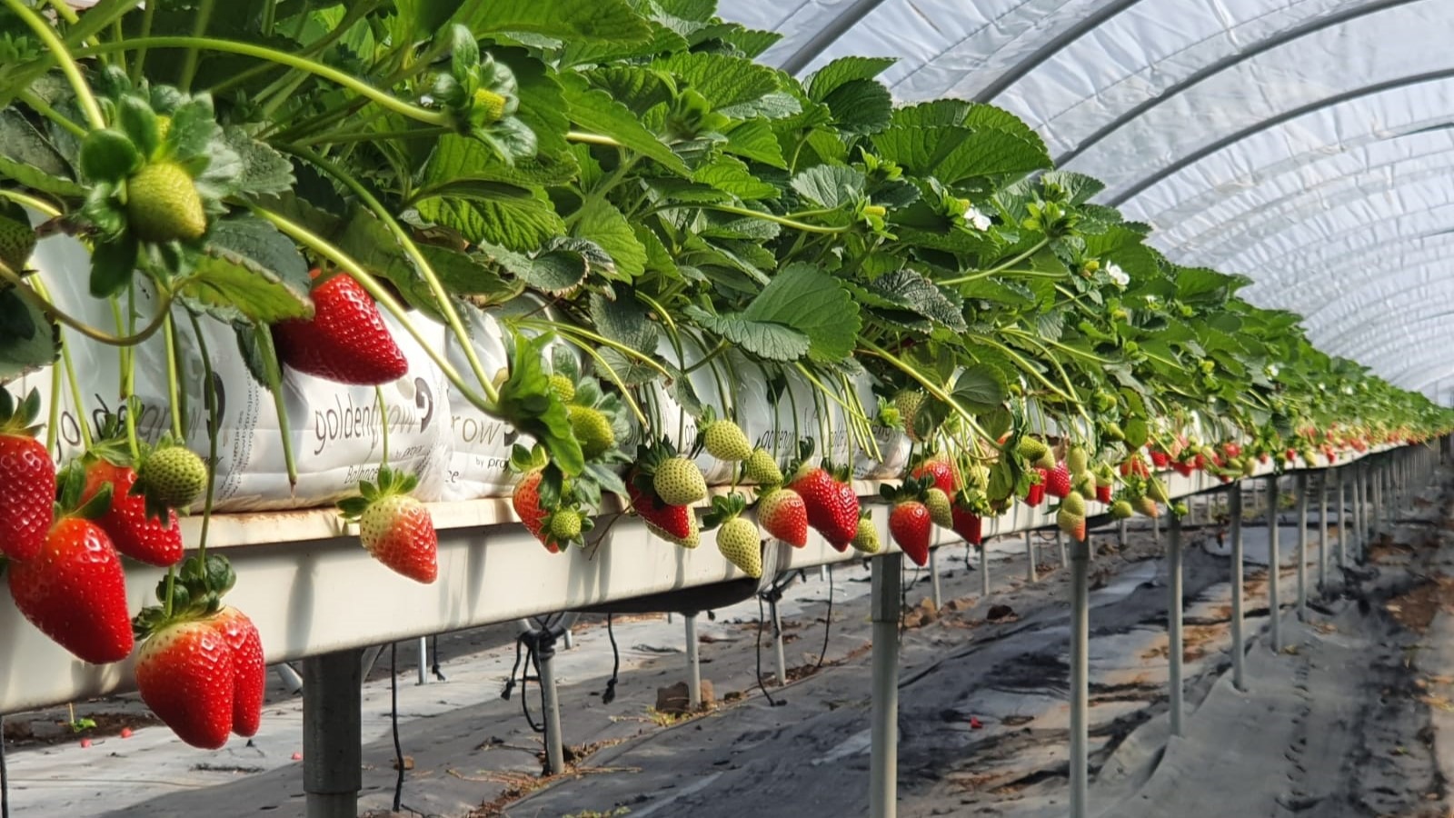 projar|Projar-Copy-1200x675 (2)|projar logo|Projar-Paimed|Projar-Copy-1200x675-OK|projar-tecnologia-horticola|projar-tecnologia-horticola|LOGO_40ANNIVERSARY_200px